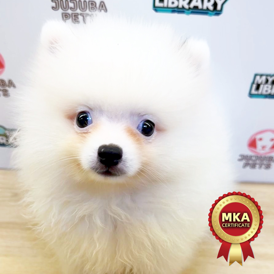 MKA Pomeranian Puppy (Male) For Sale