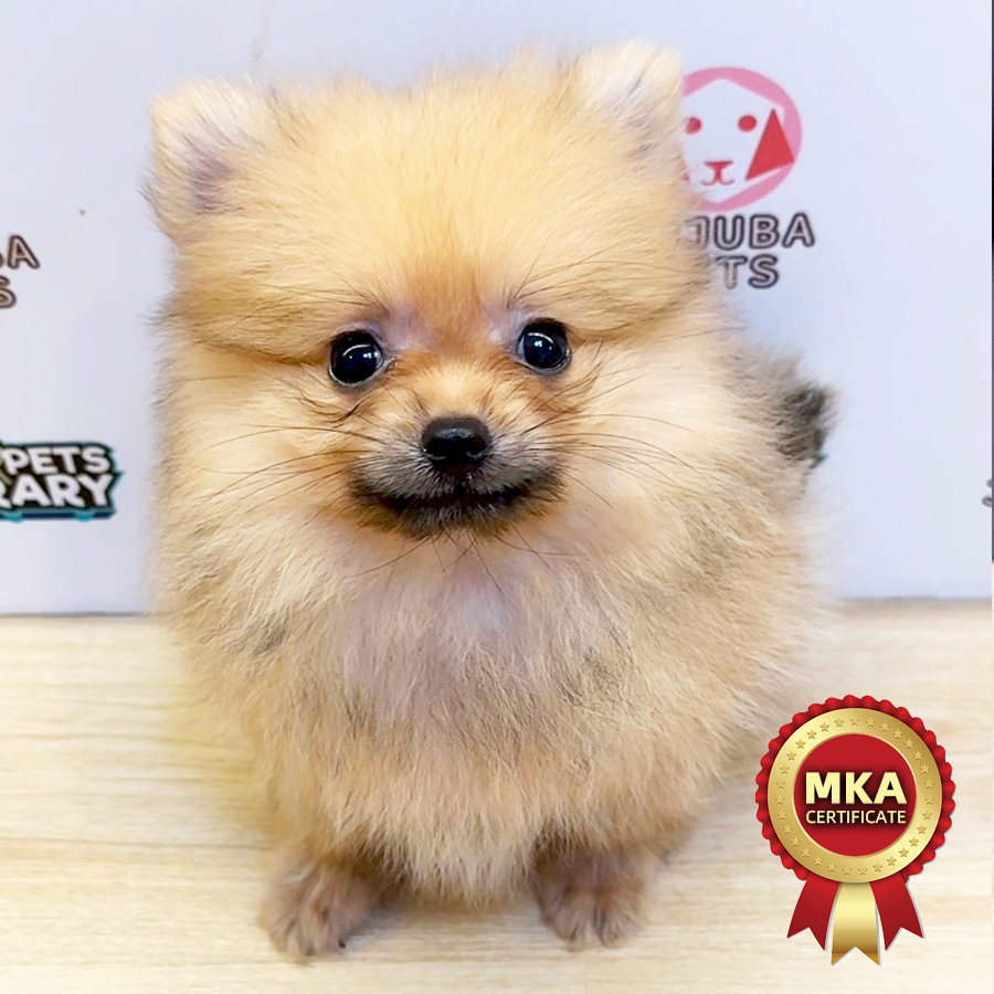 MKA Pomeranian Puppy (Male) For Sale