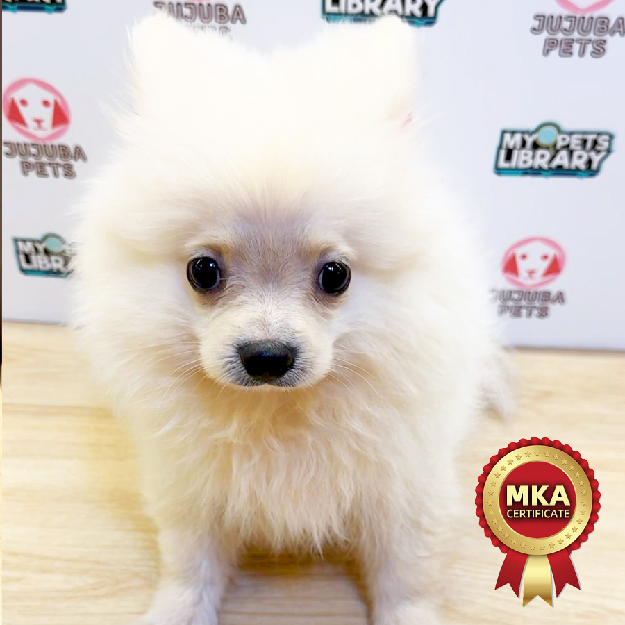 MKA Pomeranian Puppy (Male) For Sale
