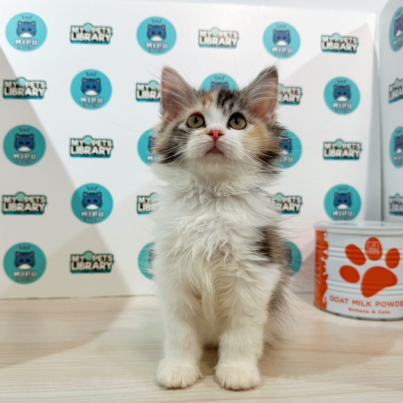 Turkish Angora Persian Kitten (Female) For Sale