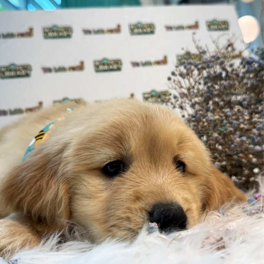 Golden Retriever Puppy (Male) For Sale