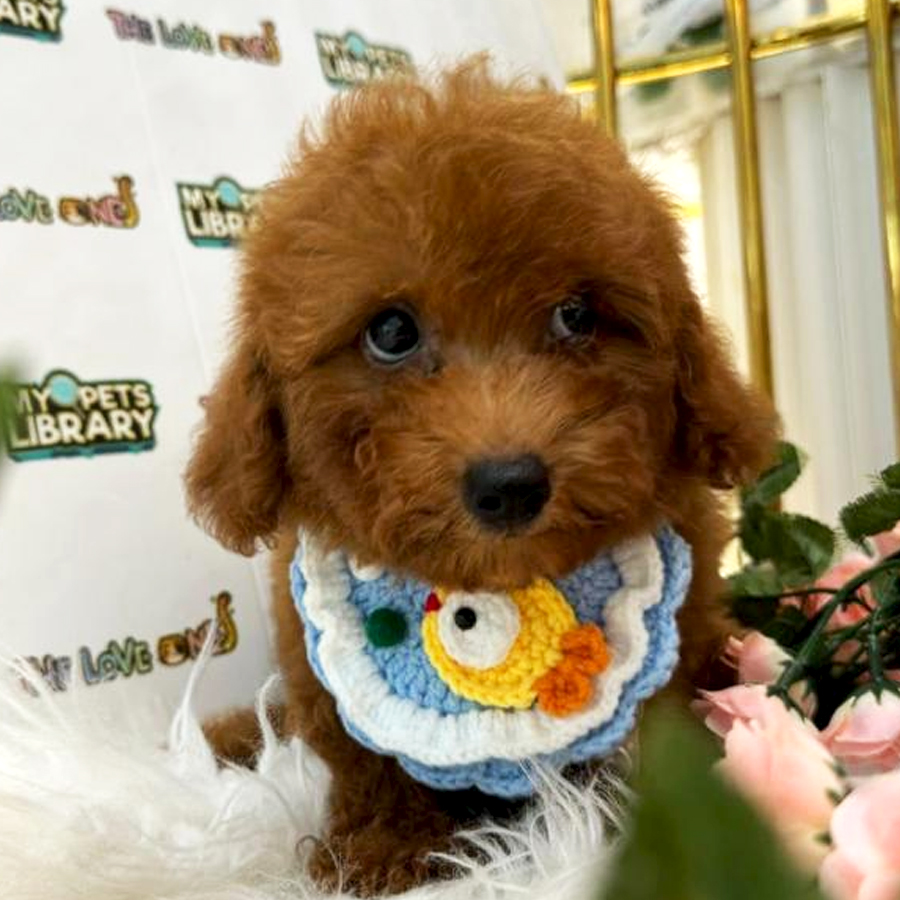 Tiny Toy Poodle Puppy (Male) For Sale