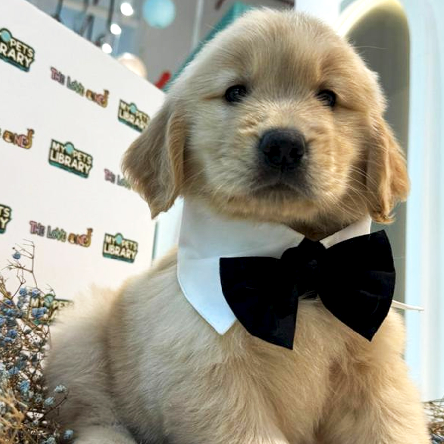 Golden Retriever Puppy (Male) For Sale
