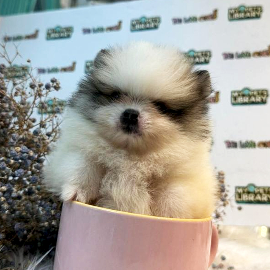 Teacup Pomeranian Puppy (Female) For Sale