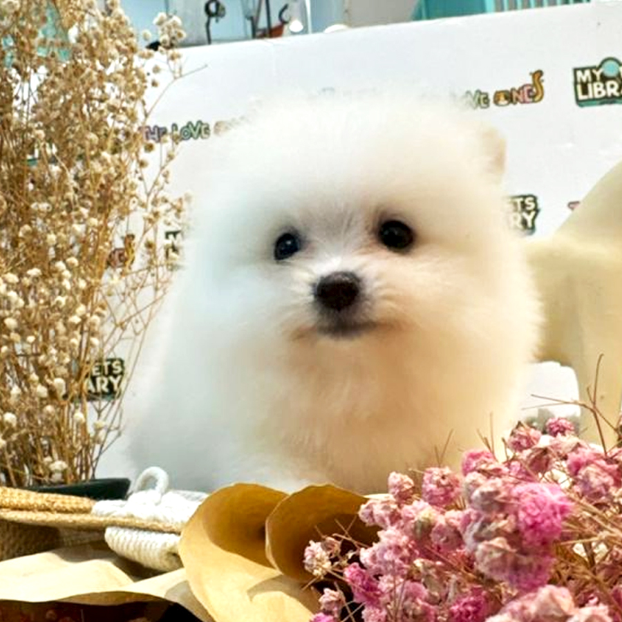Pomeranian Puppy (Male) For Sale