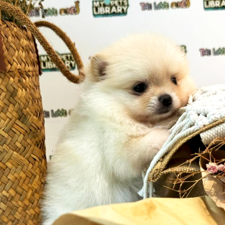 Pomeranian Puppy (Female) For Sale