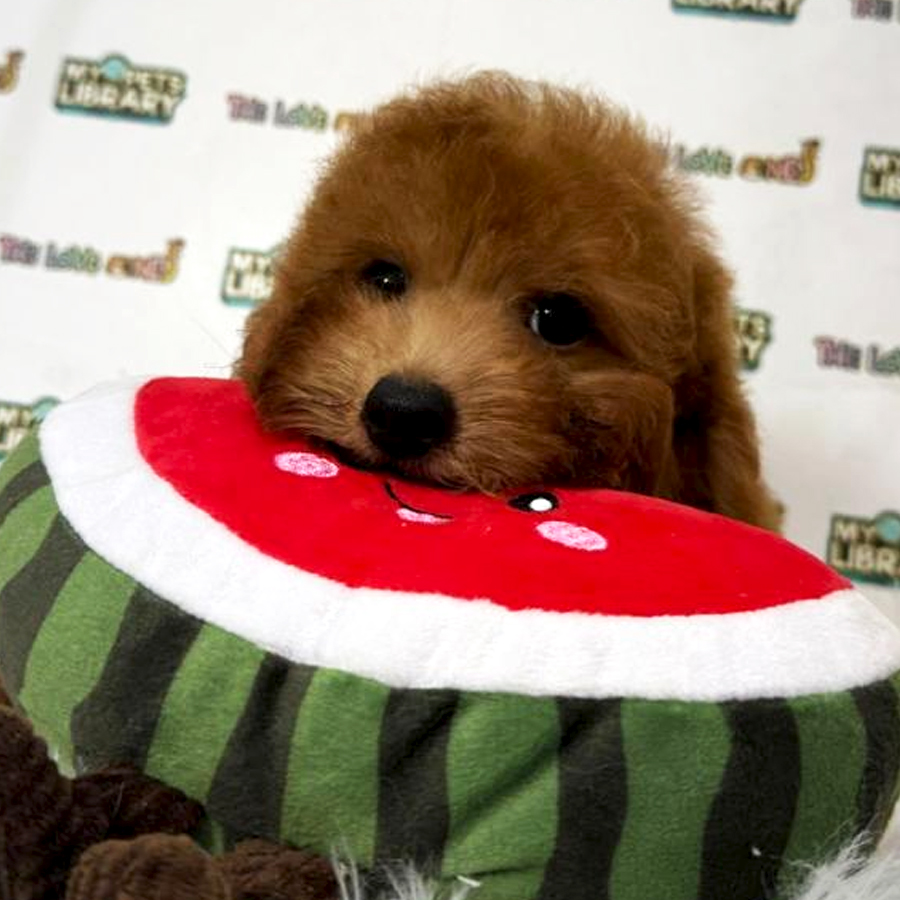Tiny Toy Poodle Puppy (Male) For Sale