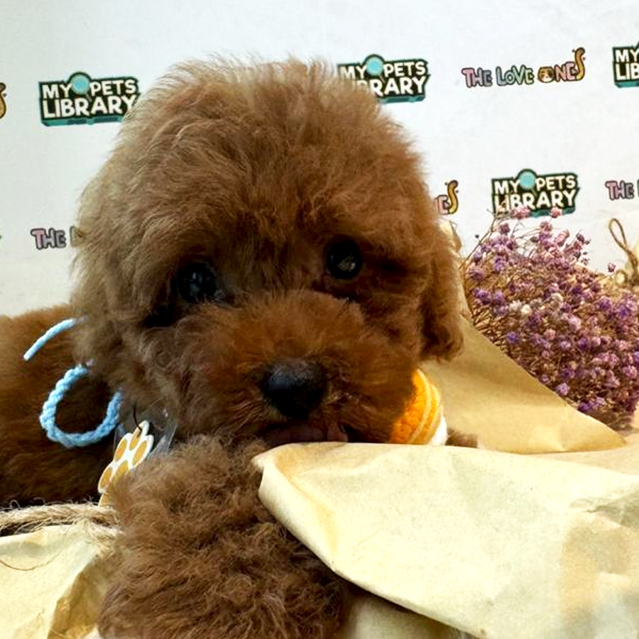 Tiny Toy Poodle Puppy (Male) For Sale