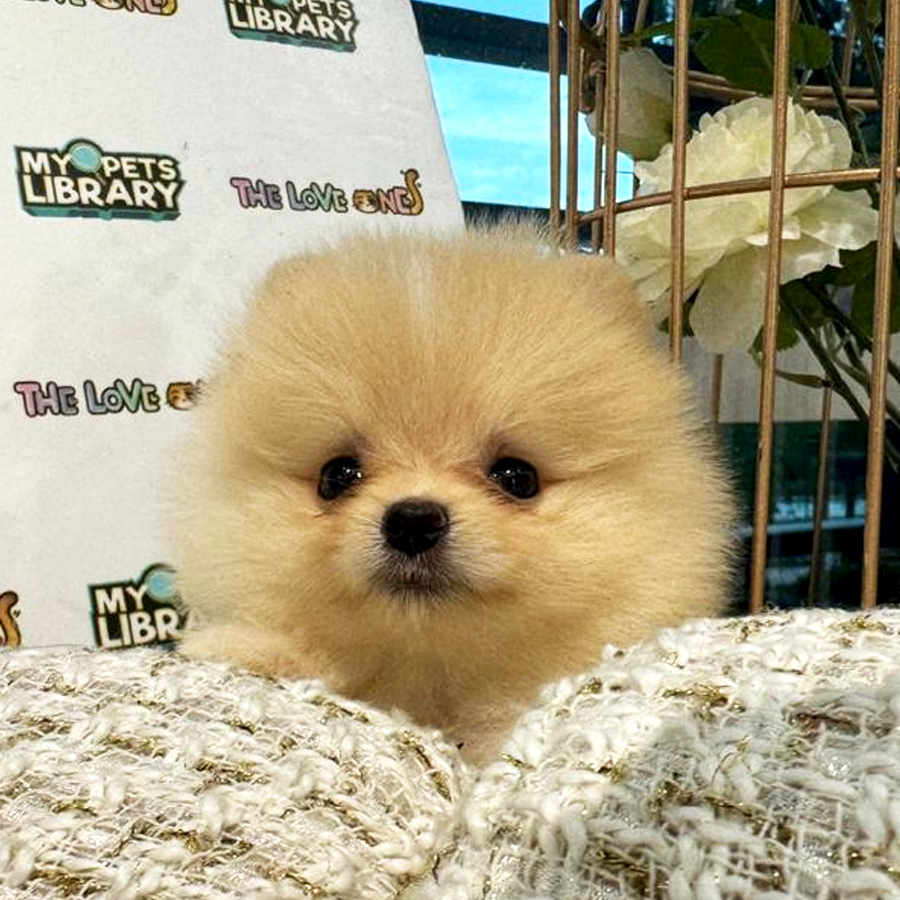 Pomeranian Puppy (Female) For Sale