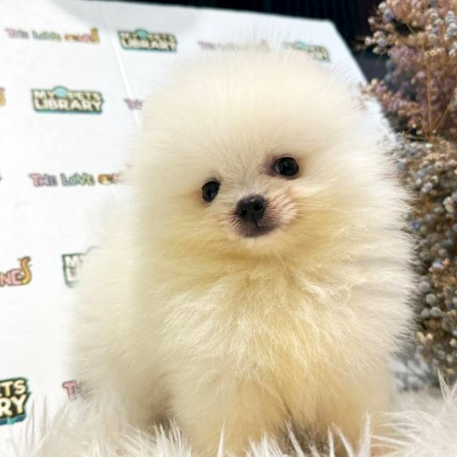 Pomeranian Puppy (Male) For Sale