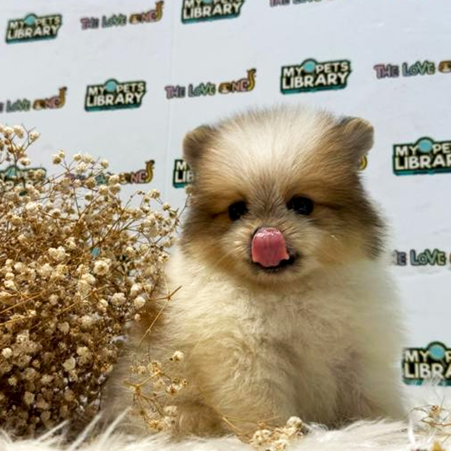 Tiny Pomeranian Puppy (Female) For Sale