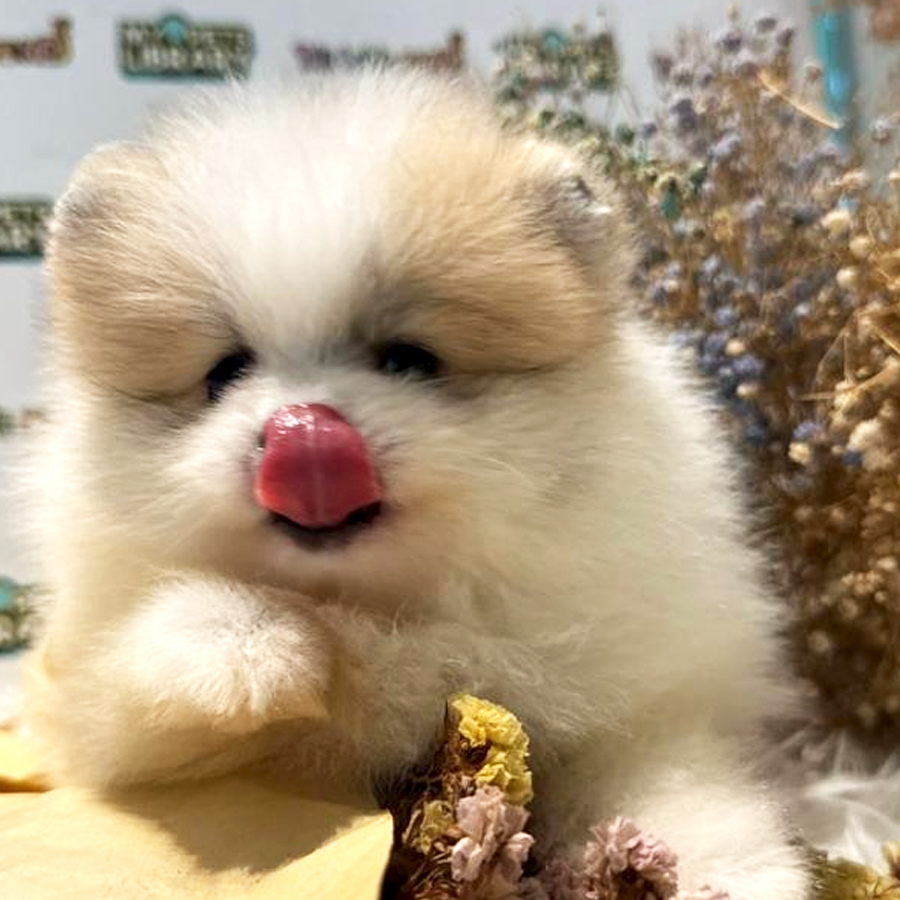Pomeranian Puppy (Female) For Sale