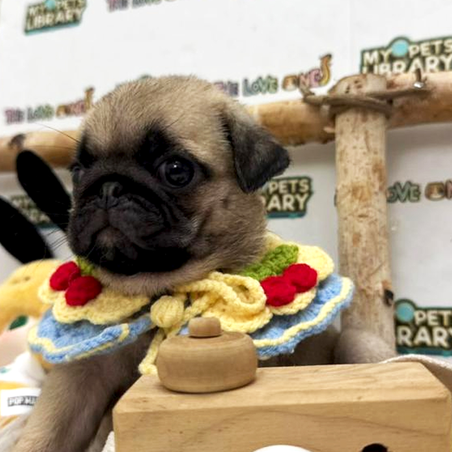 Pug Puppy (Female) For Sale