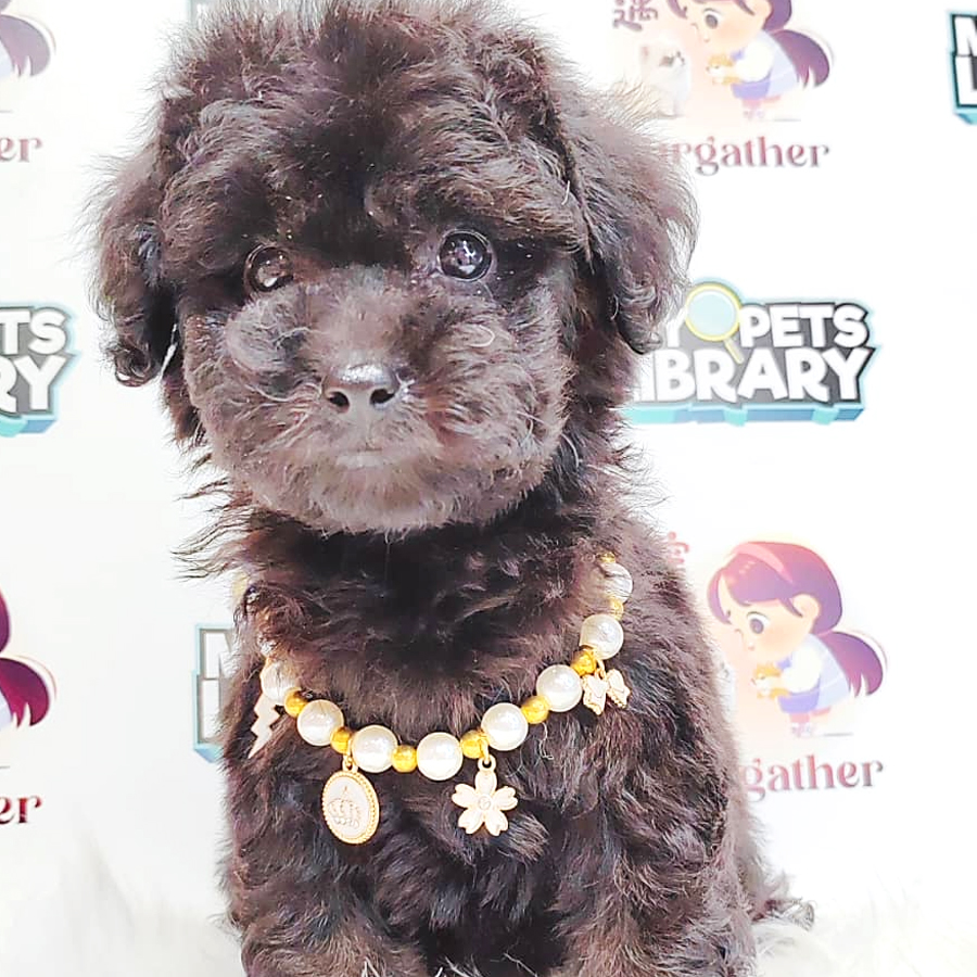 Poodle Puppy (Female) For Sale