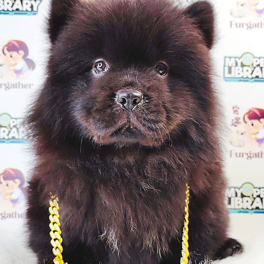 Chow Chow Puppy (Female) For Sale