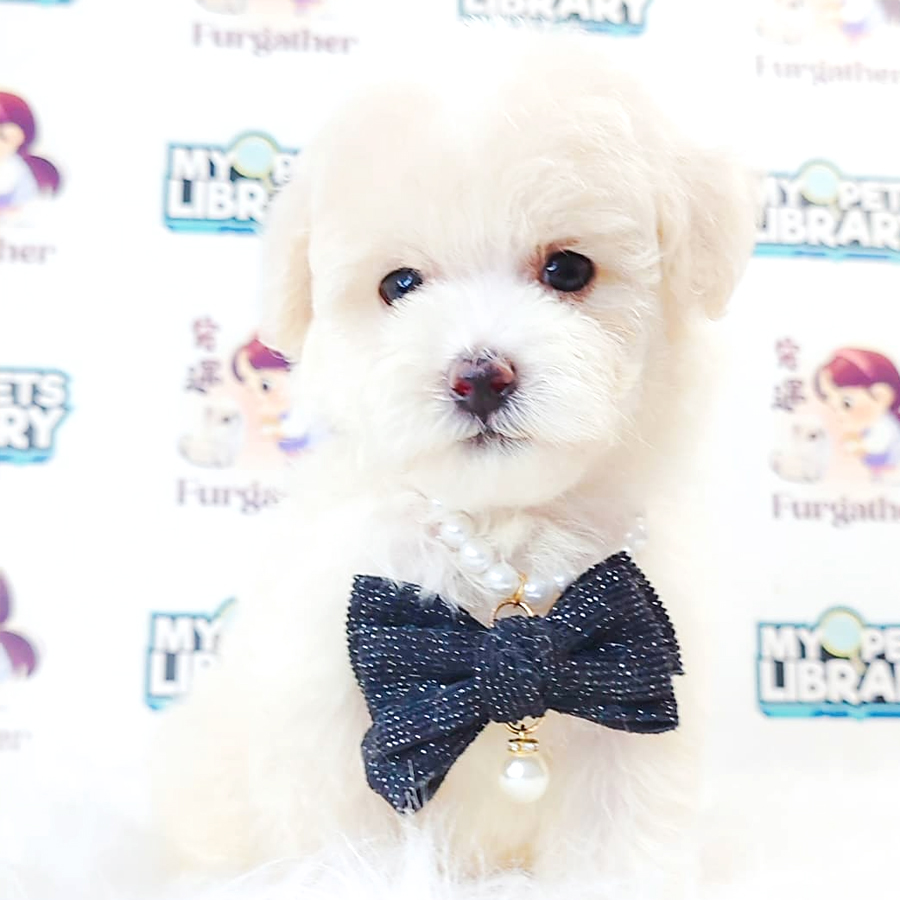 Maltipoo Puppy (Male) For Sale