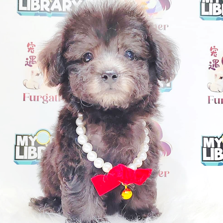 Poodle Puppy (Female) For Sale