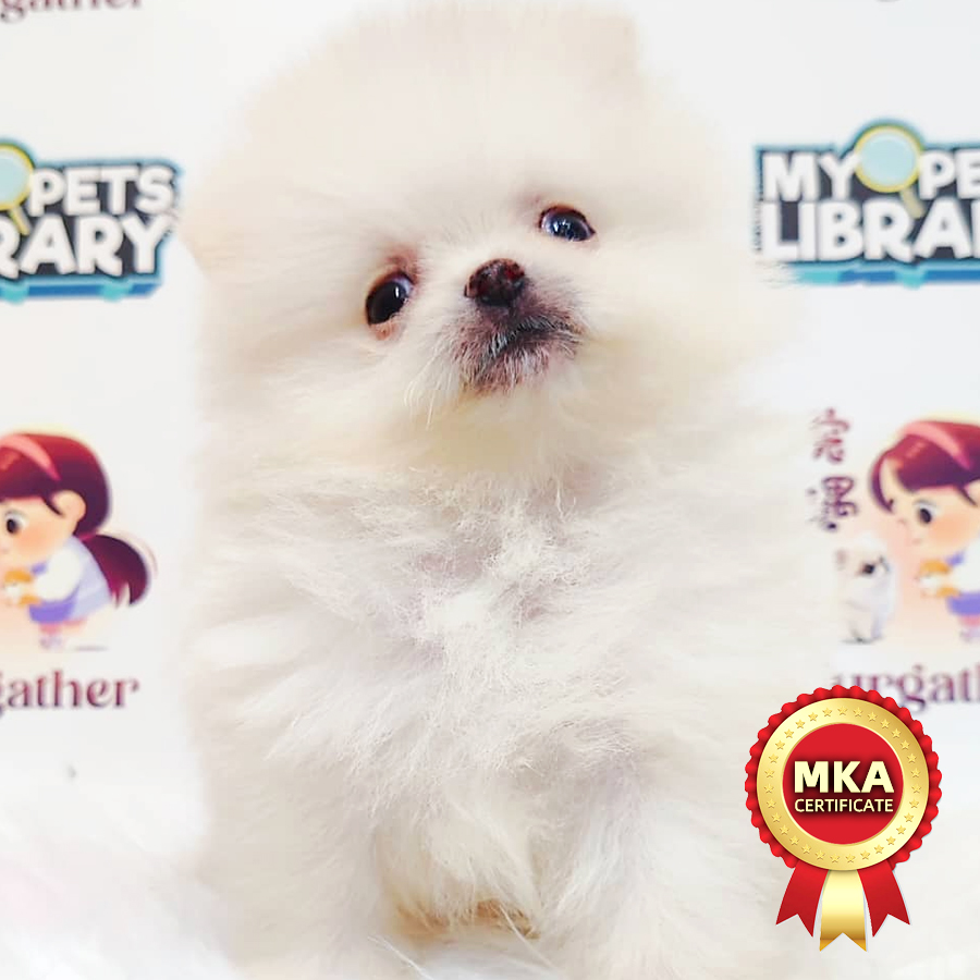 MKA Tiny Pomeranian Puppy (Male) For Sale