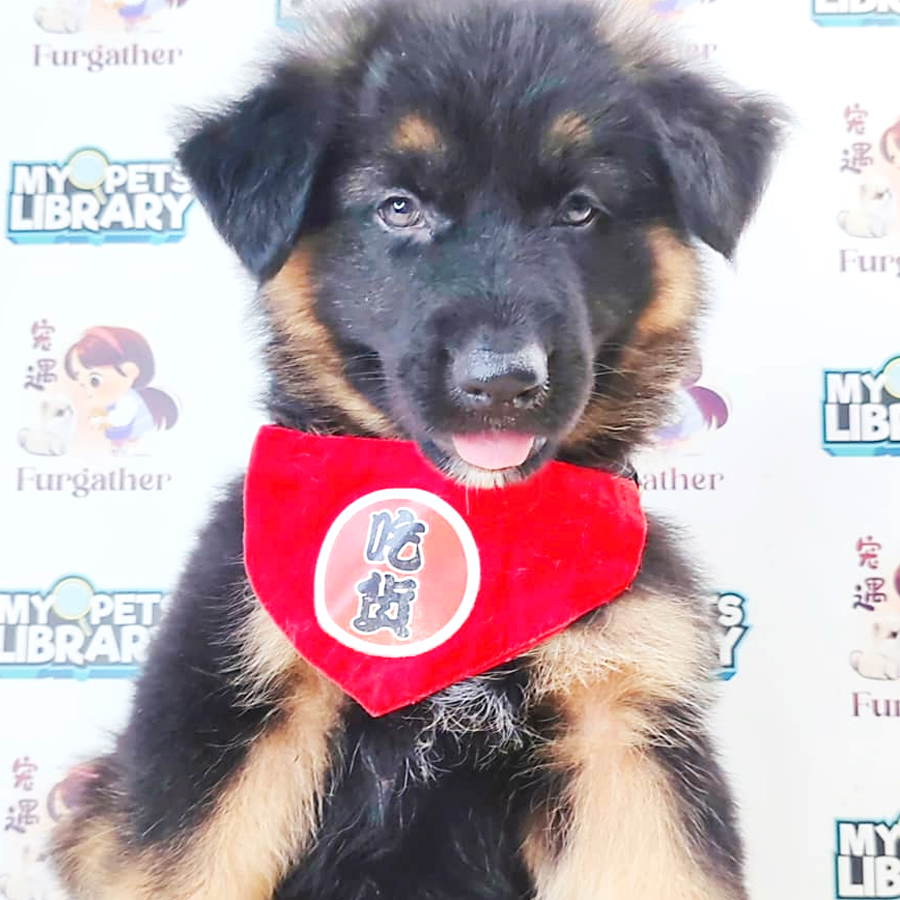German Shepherd Puppy (Male) For Sale