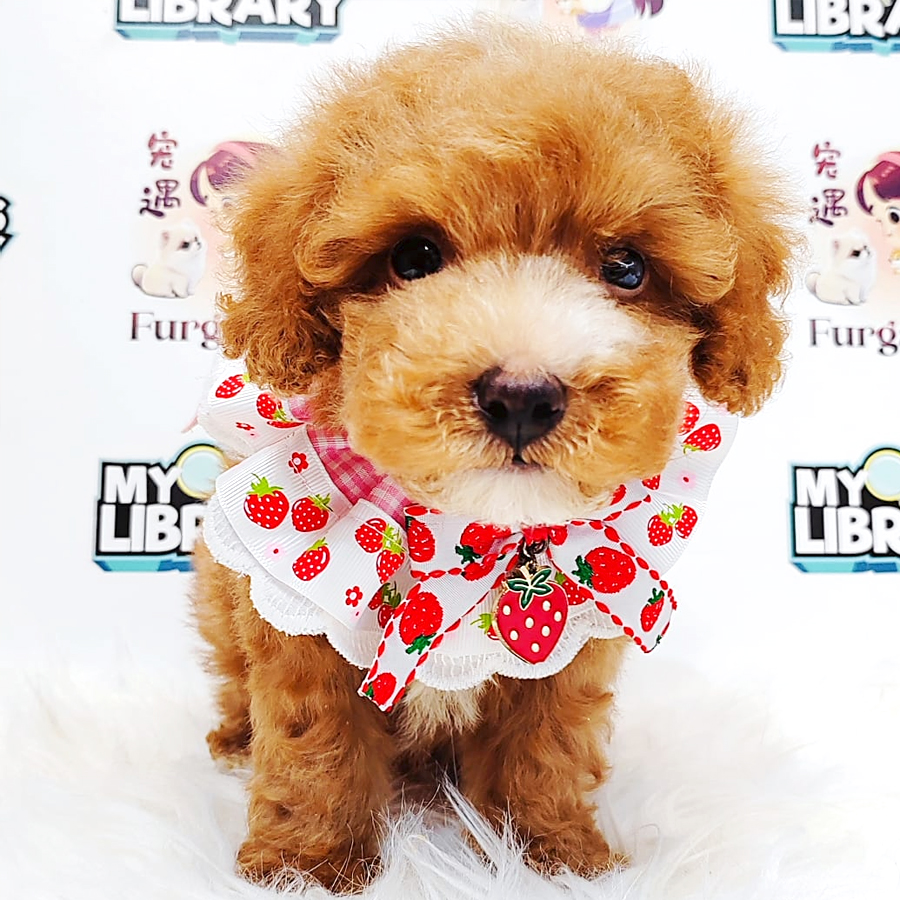 Poodle Puppy (Male) For Sale