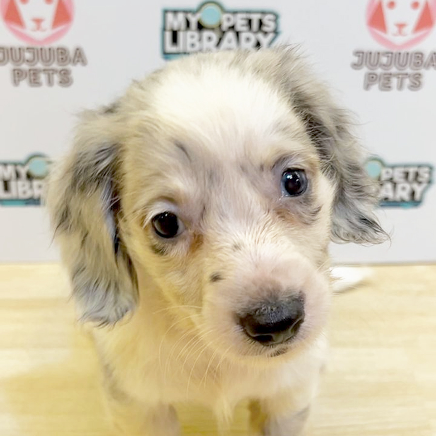 Long Coat Miniature Dachshund Puppy (Female) For Sale