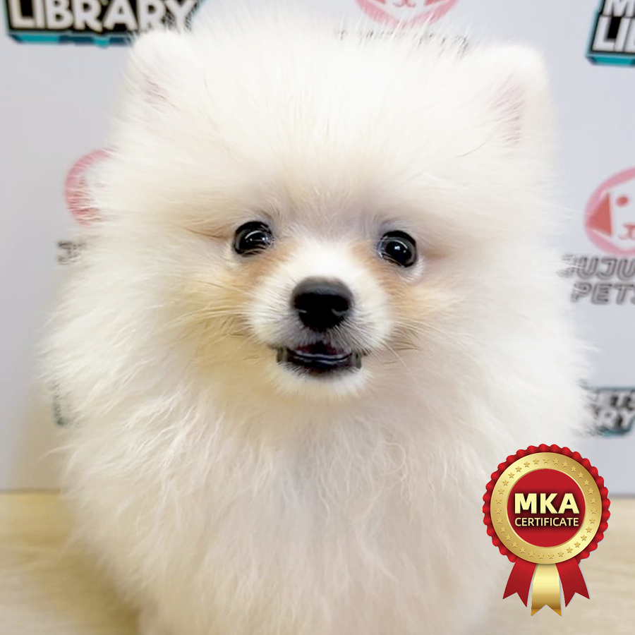 MKA Pomeranian Puppy (Male) For Sale