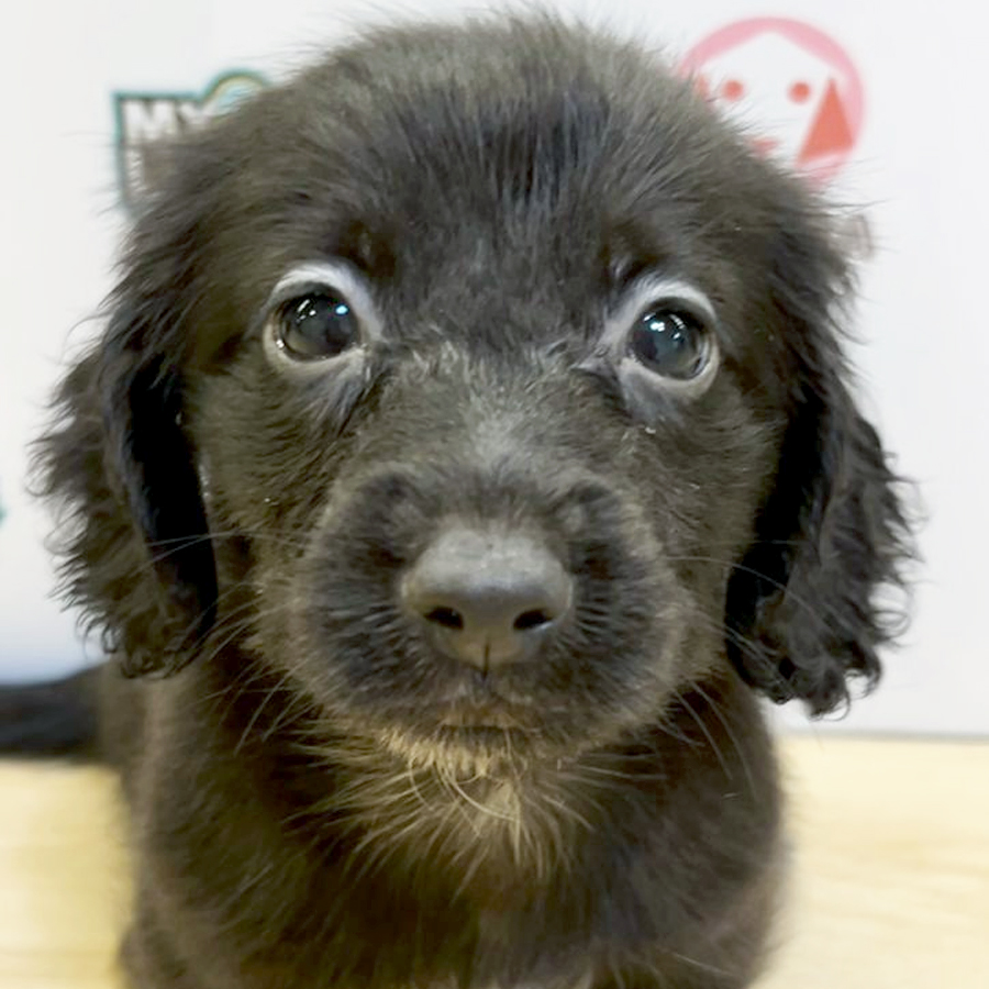 Long Coat Miniature Dachshund Puppy (Male) For Sale