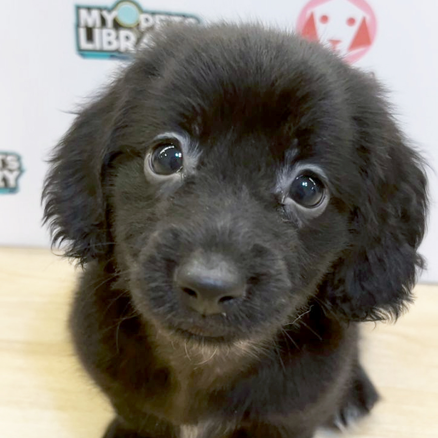 Long Coat Miniature Dachshund Puppy (Female) For Sale