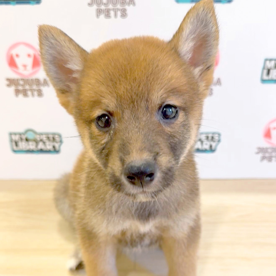 Shiba Inu Puppy (Female) For Sale
