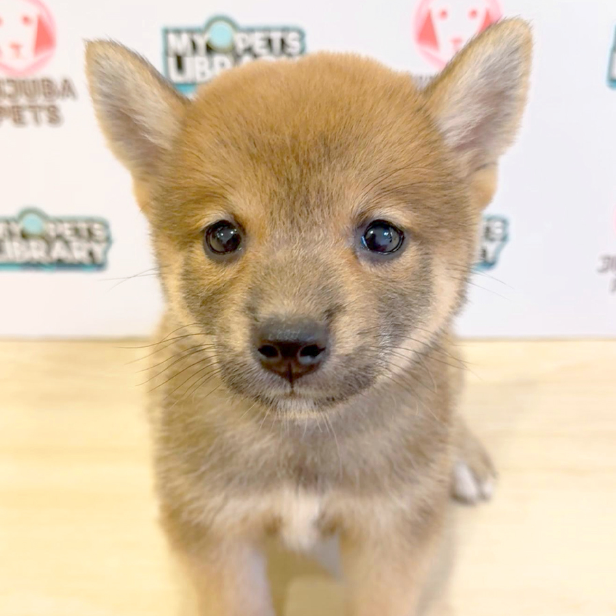 Shiba Inu Puppy (Female) For Sale