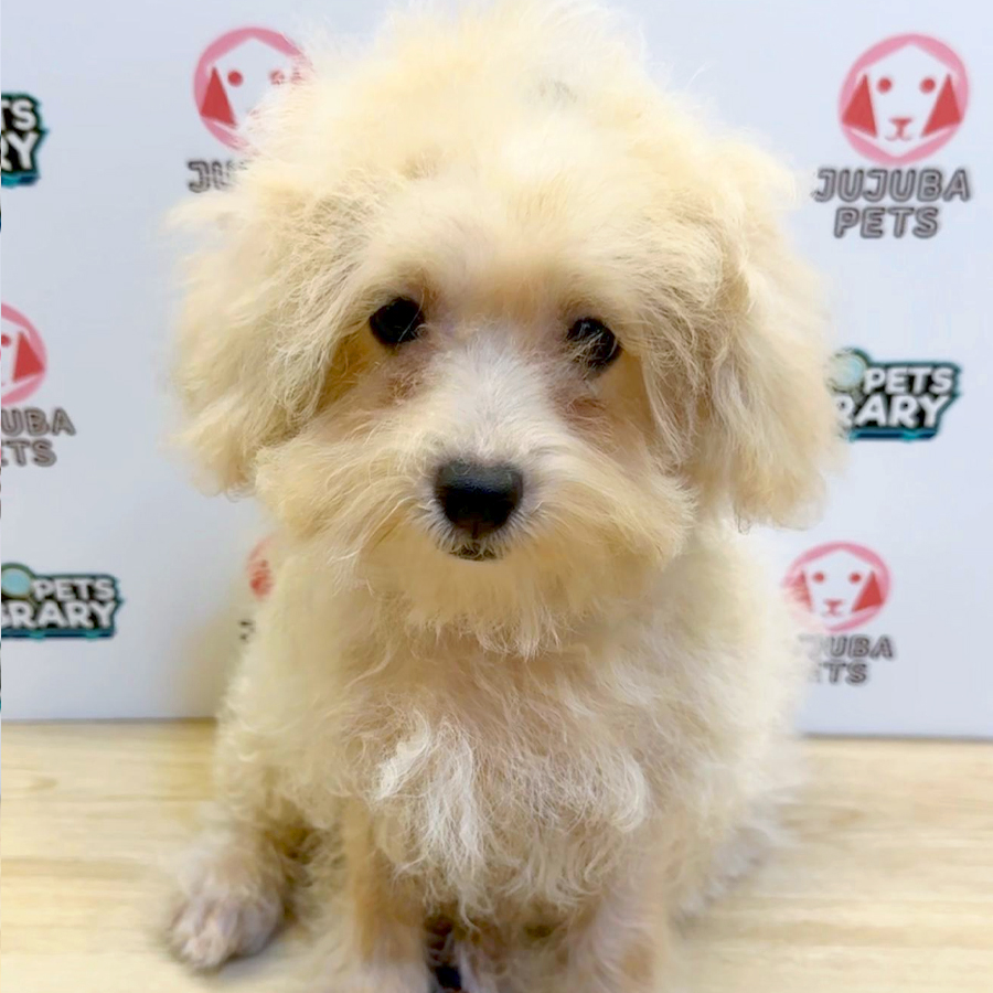 Poochon Puppy (Male) For Sale