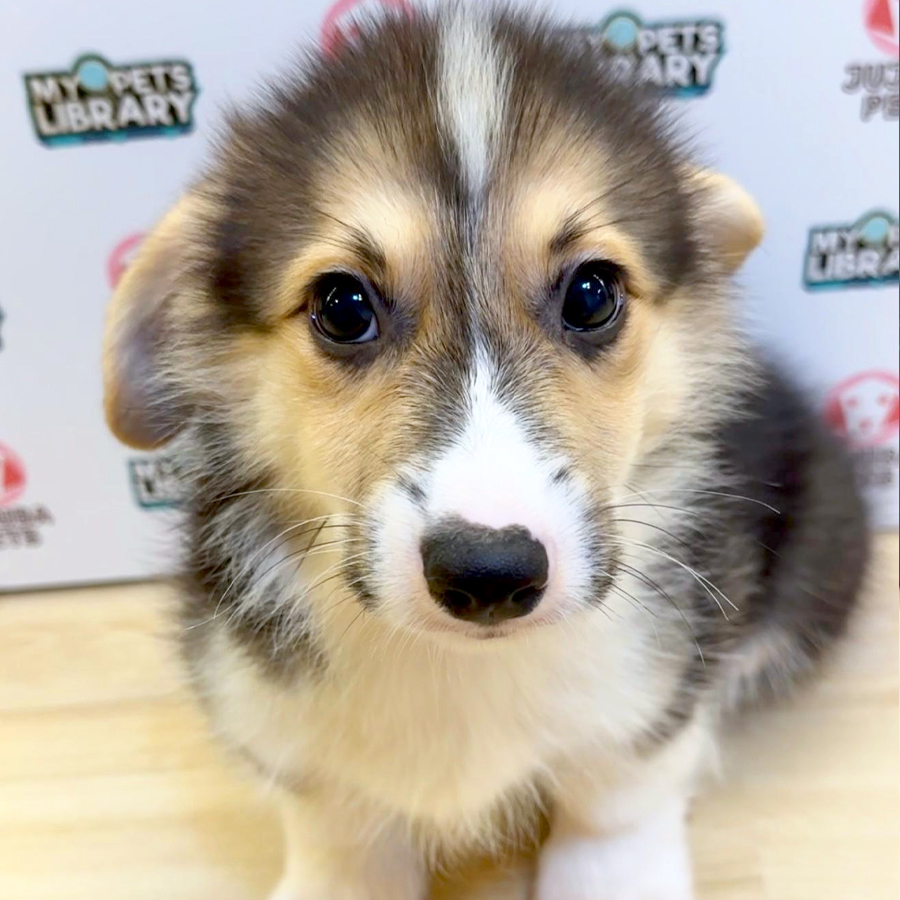 Welsh Corgi Puppy (Male) For Sale