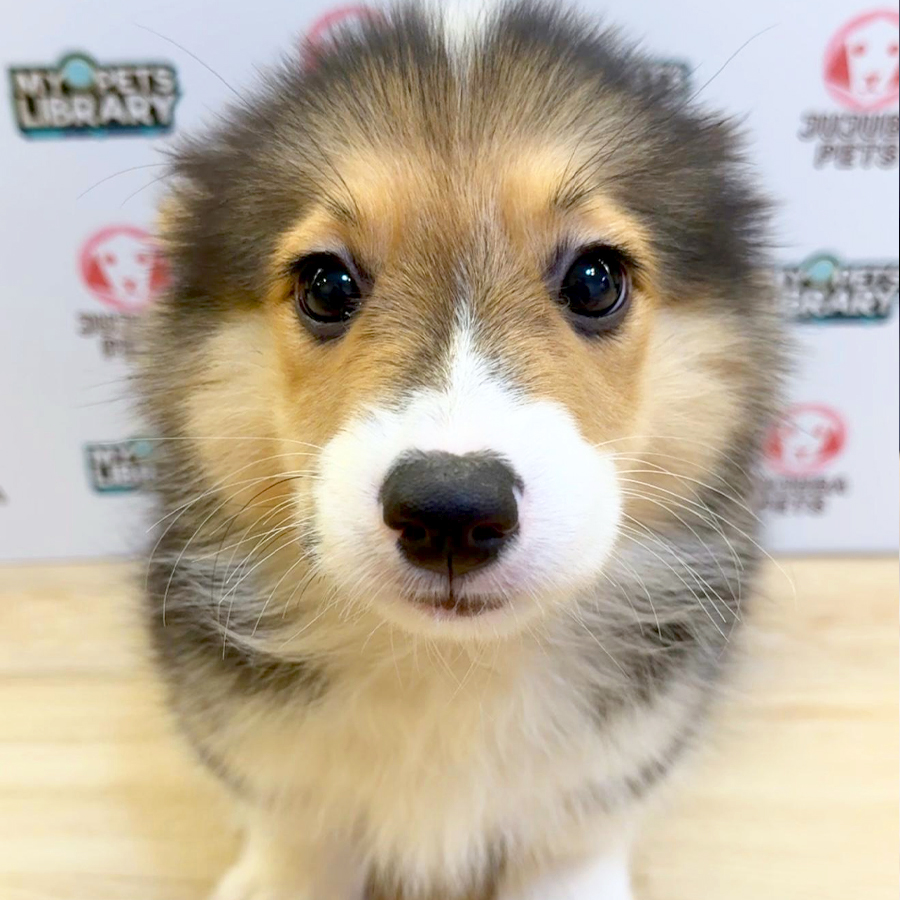 Welsh Corgi Puppy (Female) For Sale