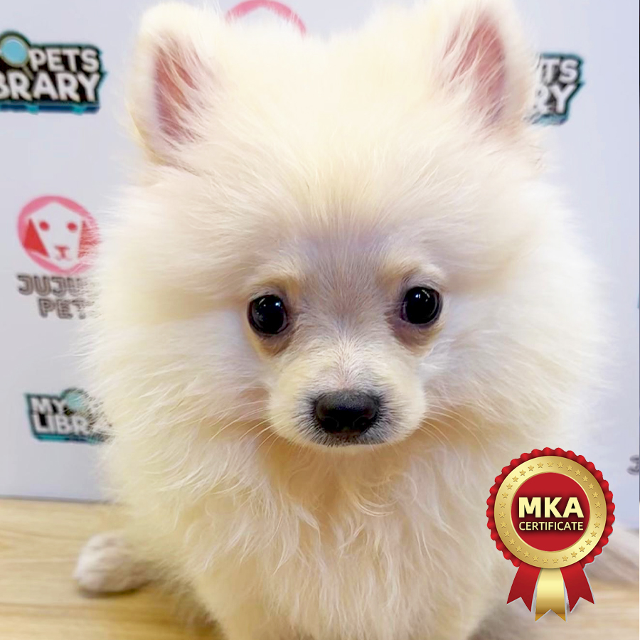 MKA Pomeranian Puppy (Male) For Sale