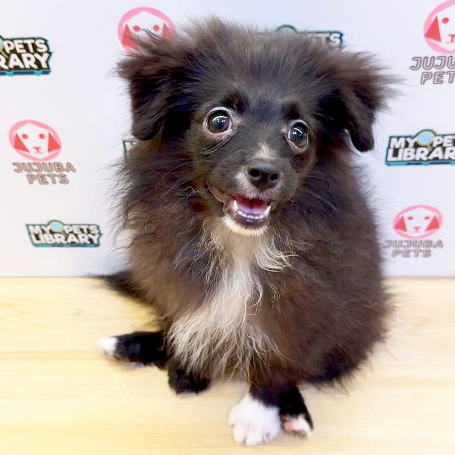 Pomeranian Puppy (Male) For Sale