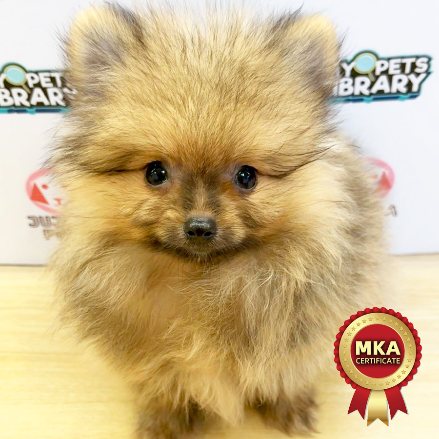 MKA Pomeranian Puppy (Female) For Sale