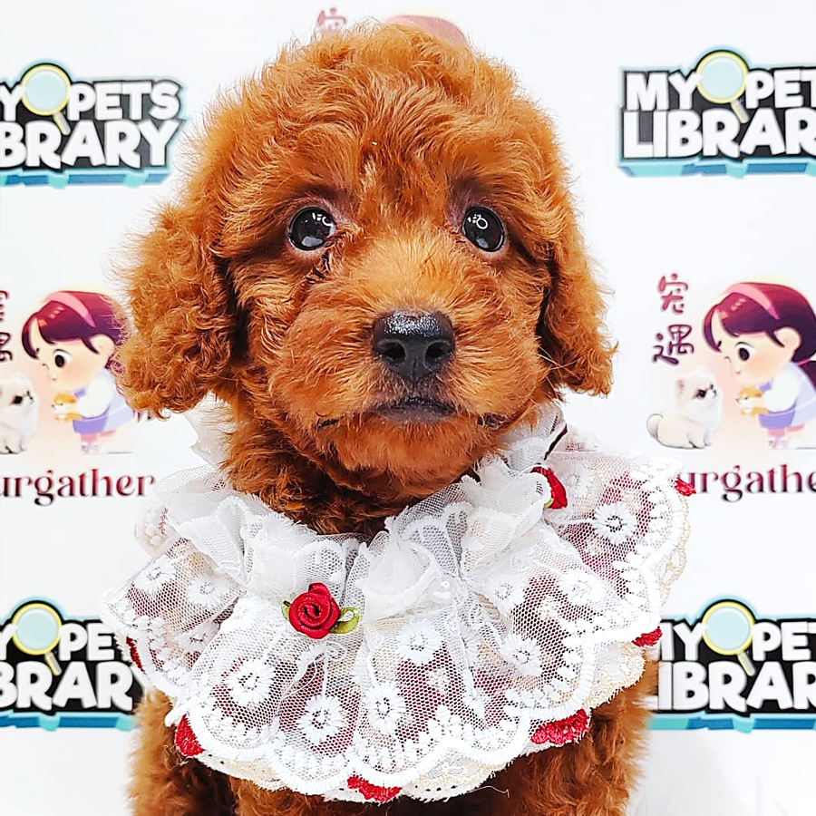 Poodle Puppy (Female) For Sale