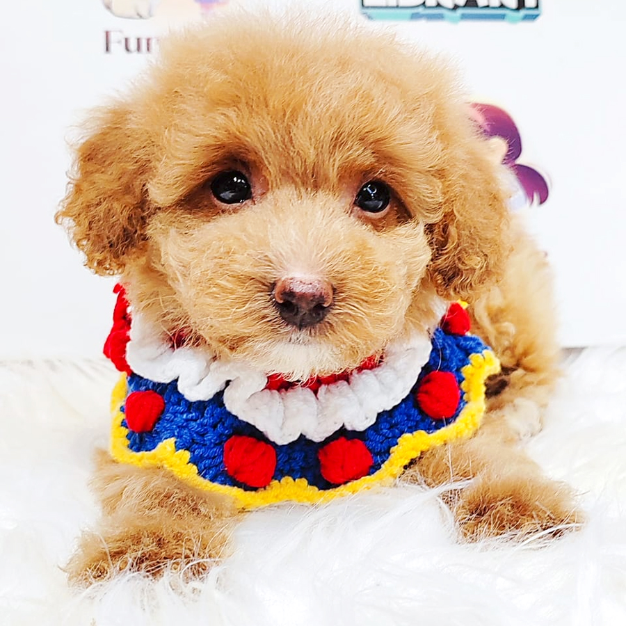 Poodle Puppy (Female) For Sale