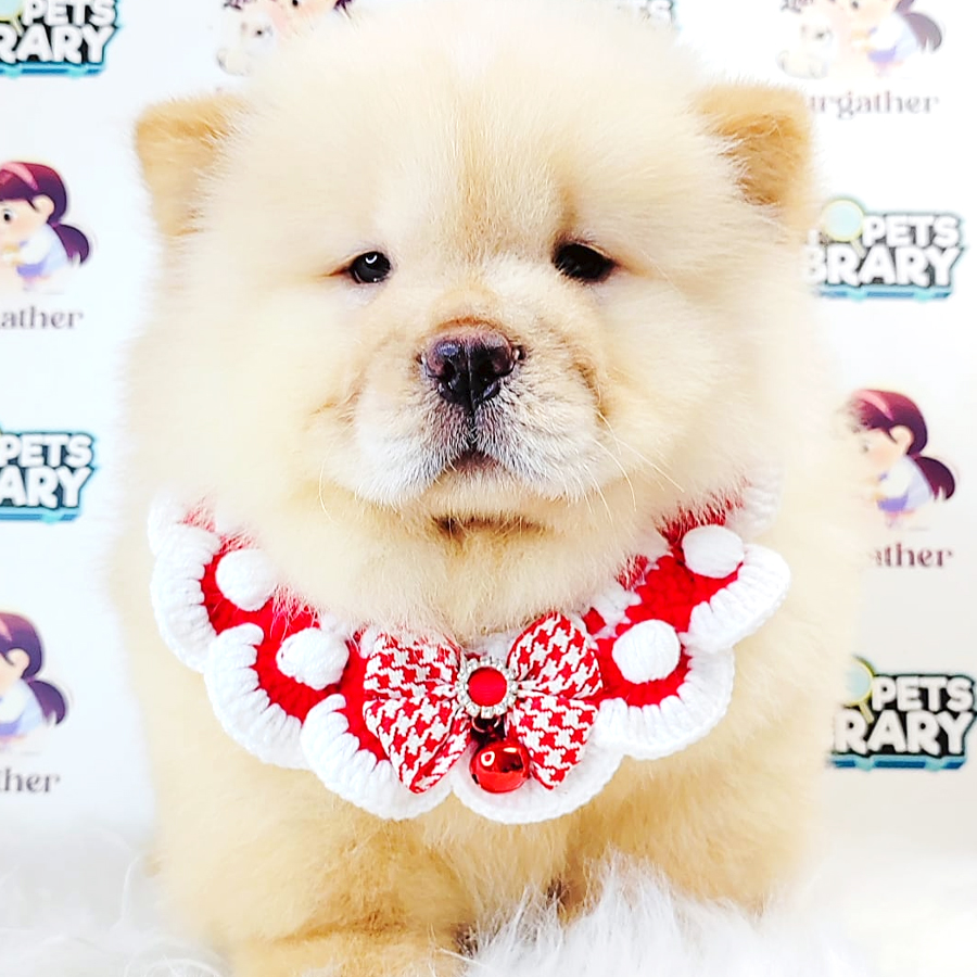 Chow Chow Puppy (Male) For Sale