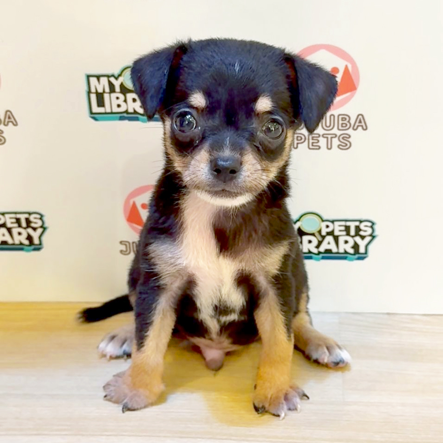 Chihuahua Puppy (Male) For Sale
