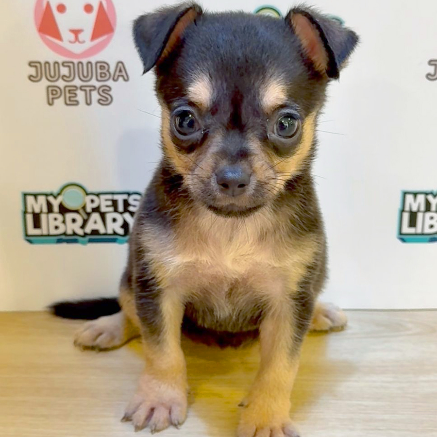Chihuahua Puppy (Female) For Sale