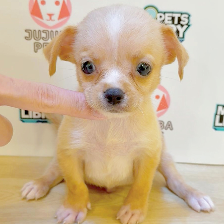 Chihuahua Puppy (Male) For Sale