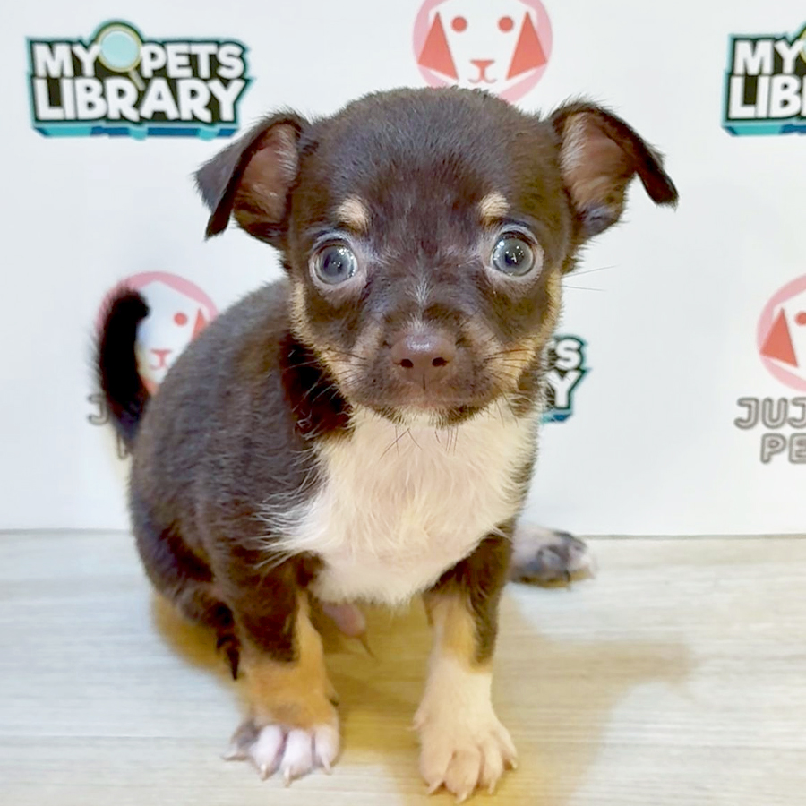 Chihuahua Puppy (Male) For Sale