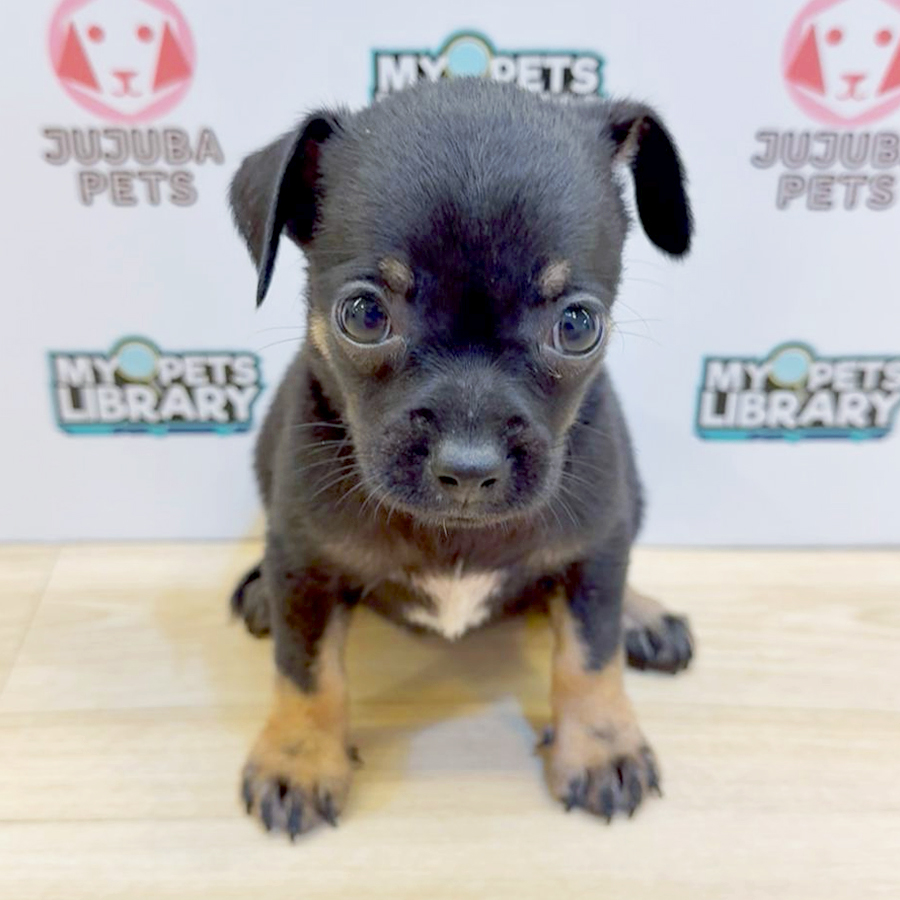 Chihuahua Puppy (Female) For Sale