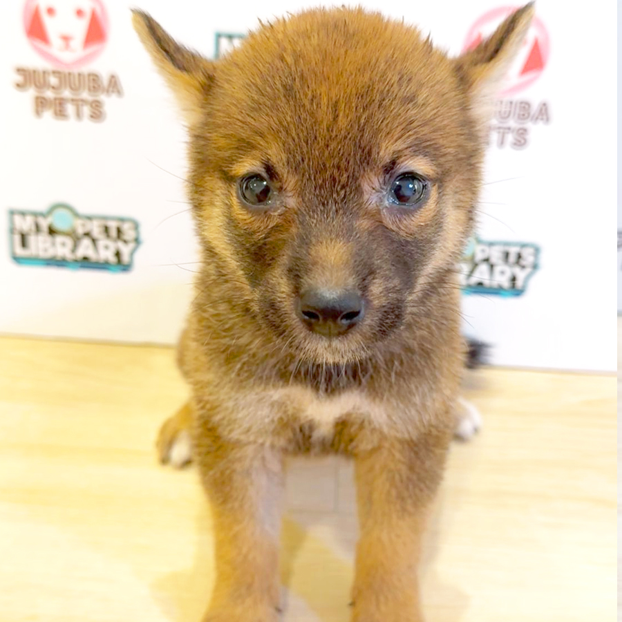 Shiba Inu Puppy (Female) For Sale