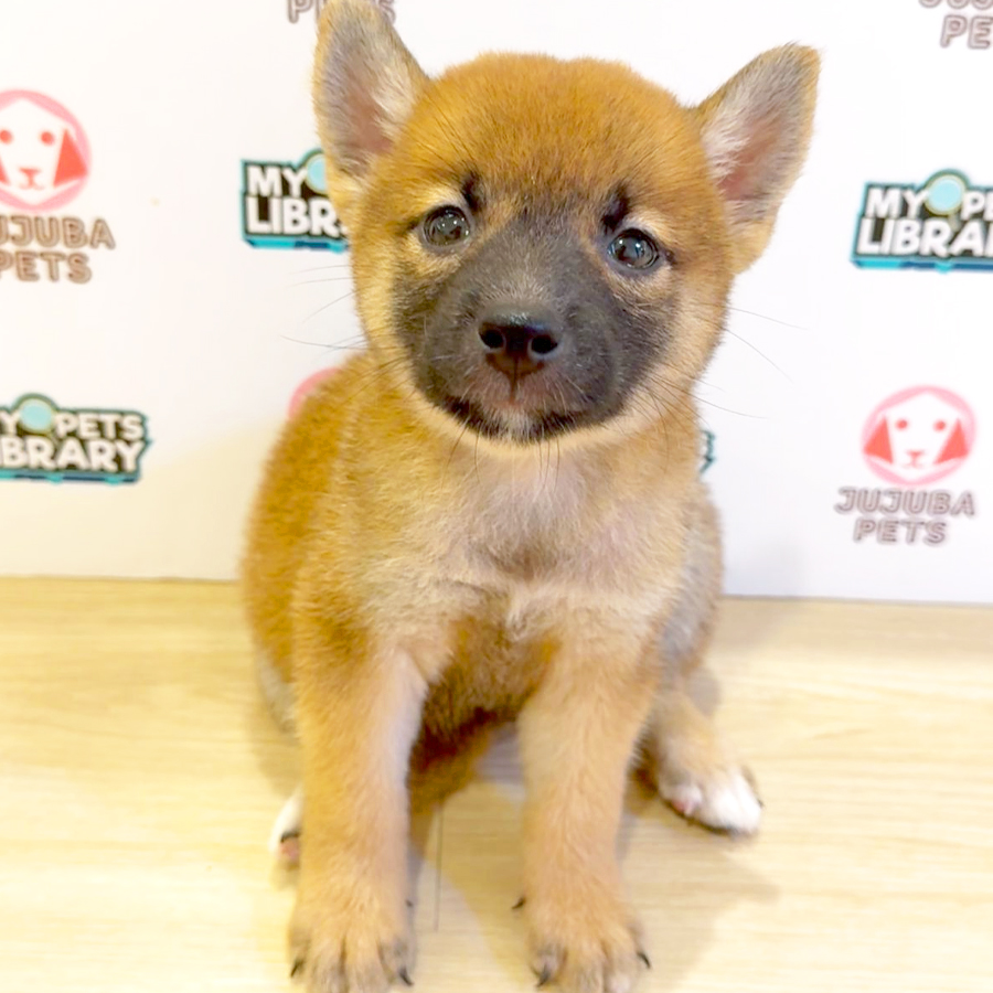 Shiba Inu Puppy (Female) For Sale