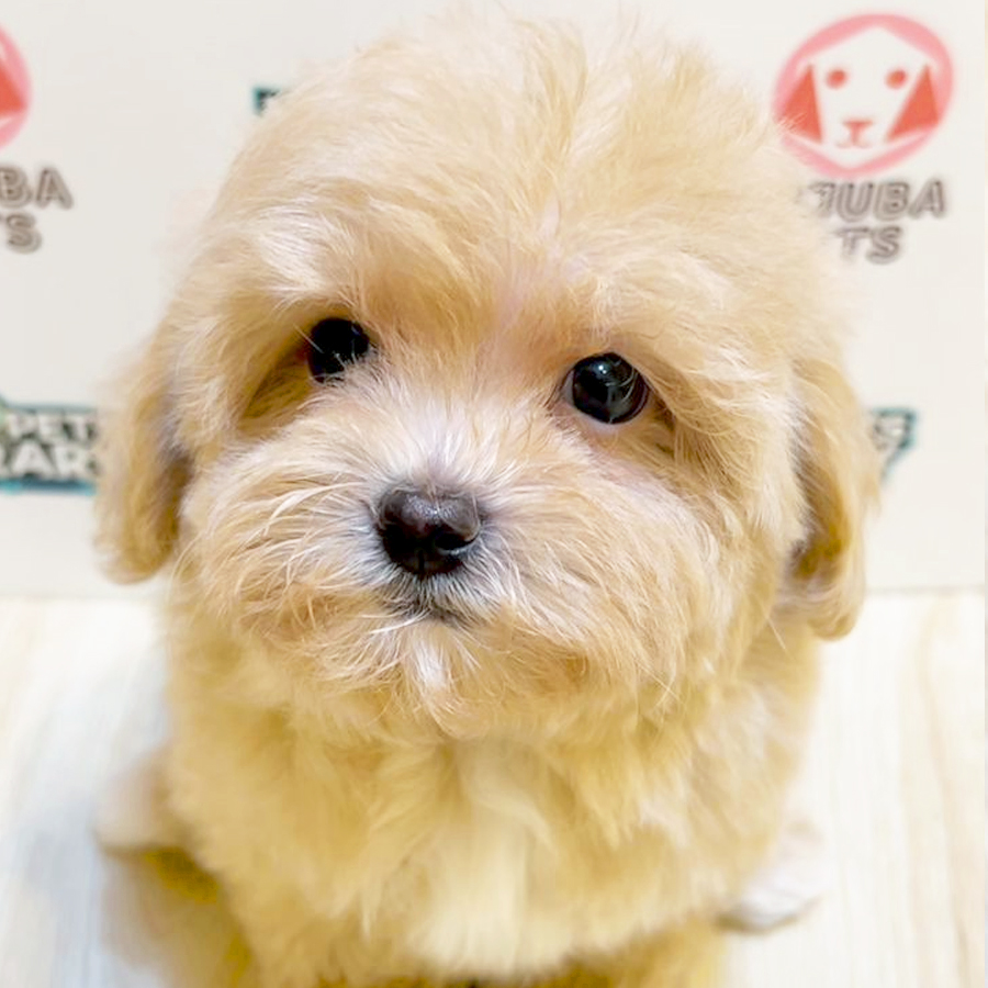 Maltipoo Puppy (Male) For Sale