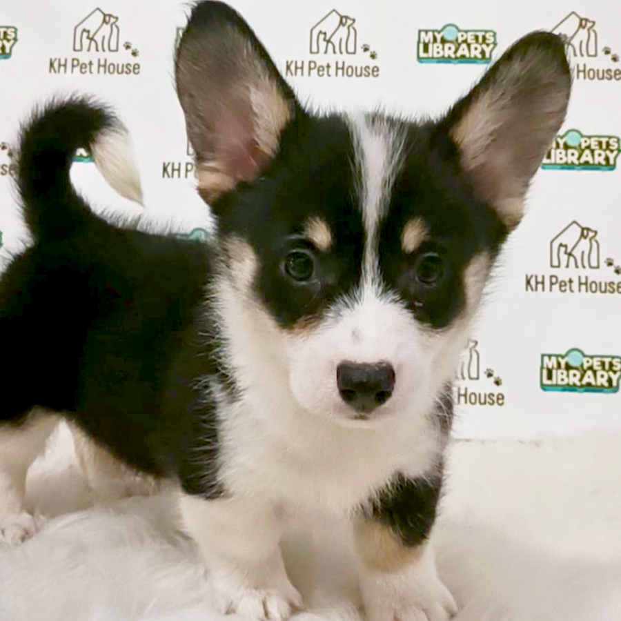 Welsh Corgi Puppy (Female) For Sale
