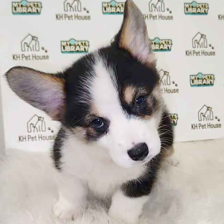 Welsh Corgi Puppy (Male) For Sale