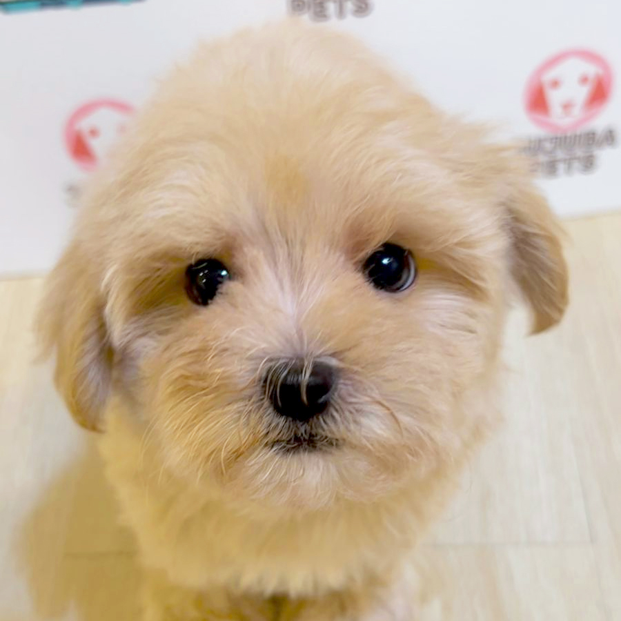 Tiny Maltipoo Puppy (Male) For Sale